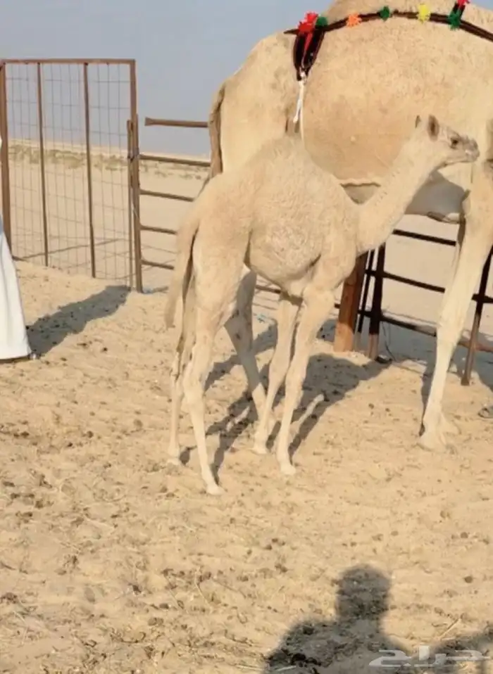 خلفه منتج سبق وتحتها بكره فل للبيع هجن 1