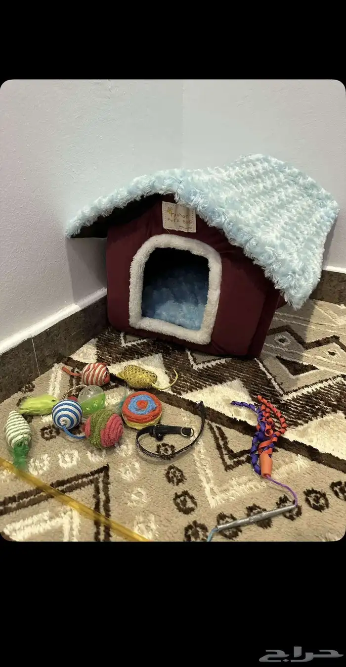 قط هملايا للبيع 3