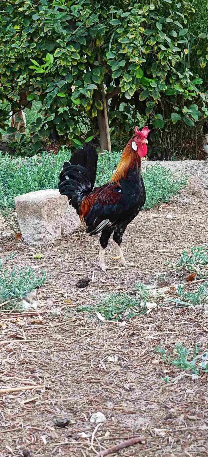 ديك عربي ترثة 0