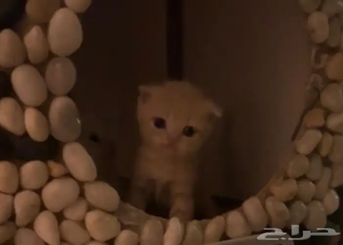 كتن سكوتش للبيع 5