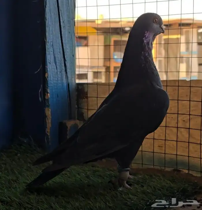 جوز بوز اسود بطل 5