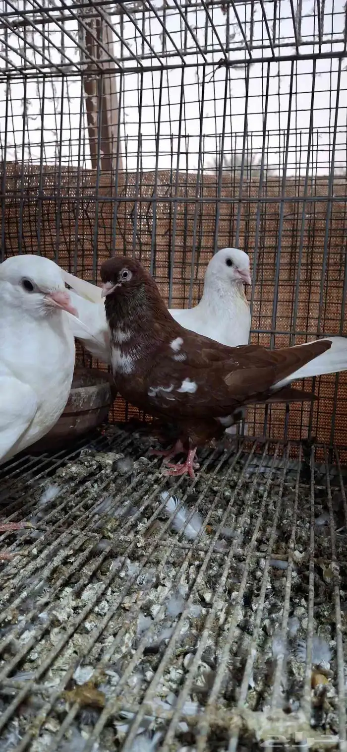 للبيع جوز شامي 0