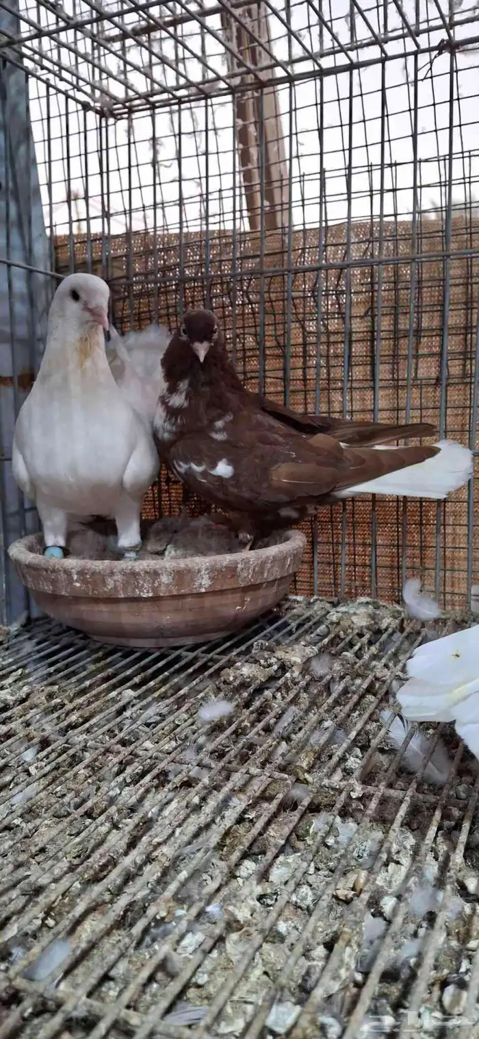 للبيع جوز شامي 2