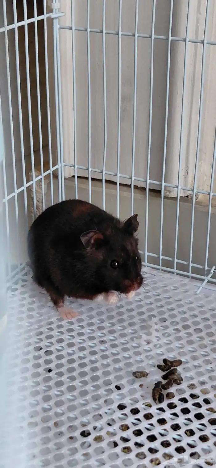 هامستر للبيع 0