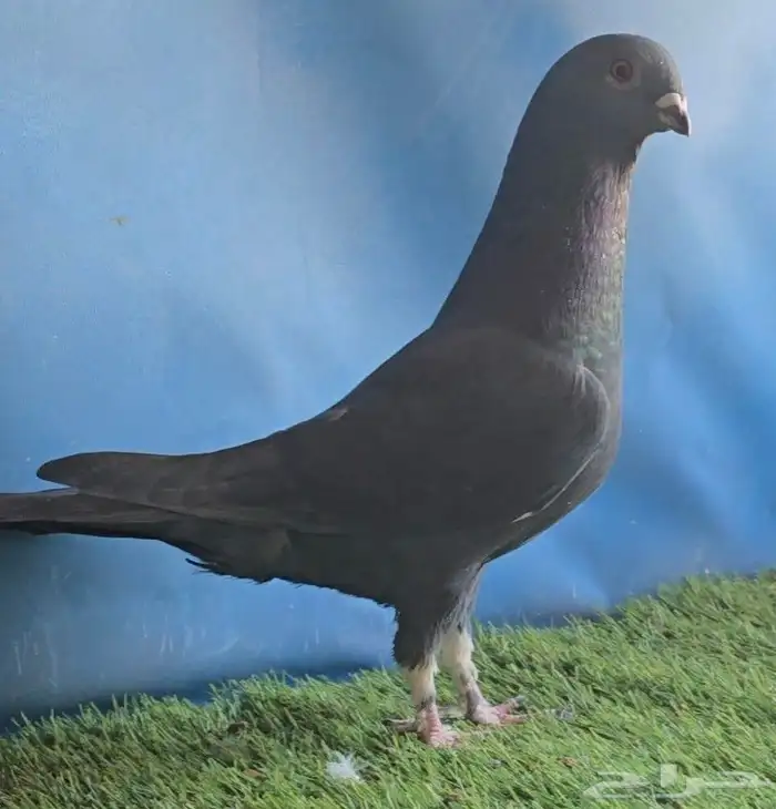 جوز بوز اسود بطل 2