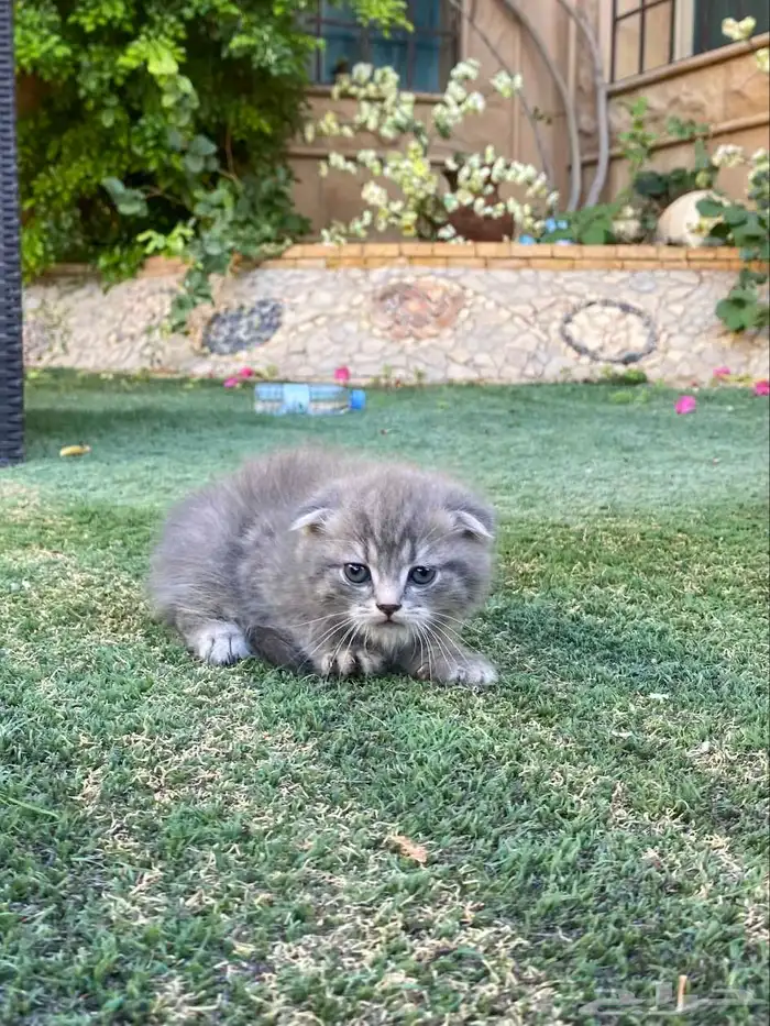 كيتن سكوتش فولد مطعمين مدربين للبيع ولايوجد تبني 45