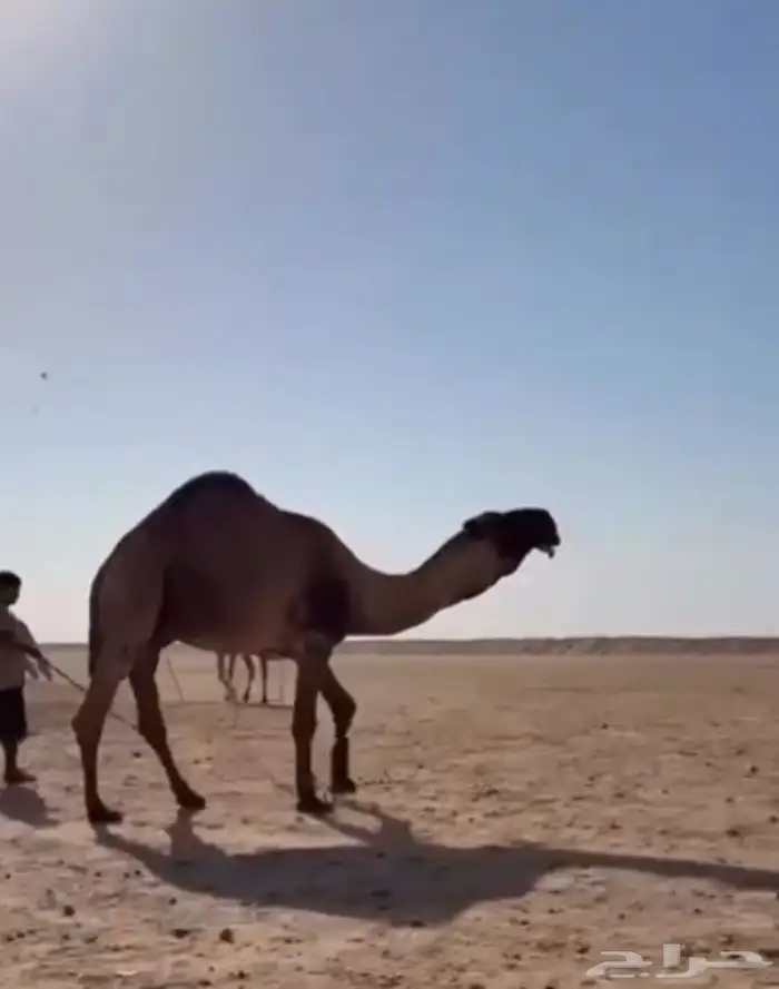 عرض فاخر دبياني منتج فرديات 0