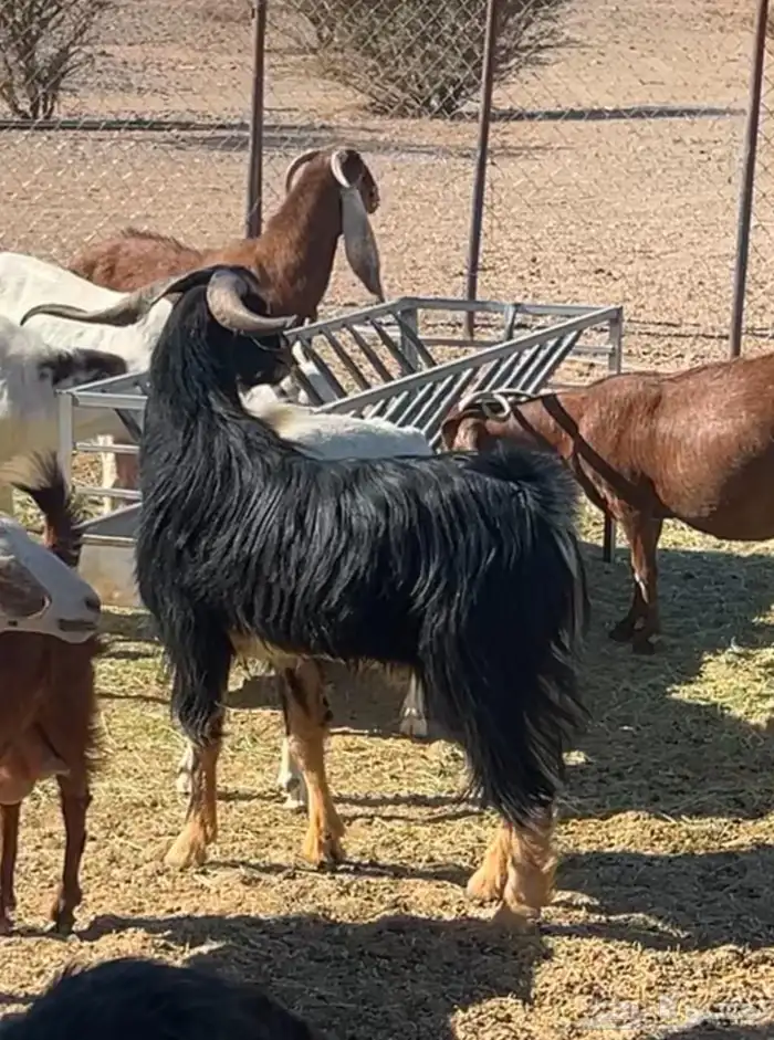 تيس احو سلاله نادره 1