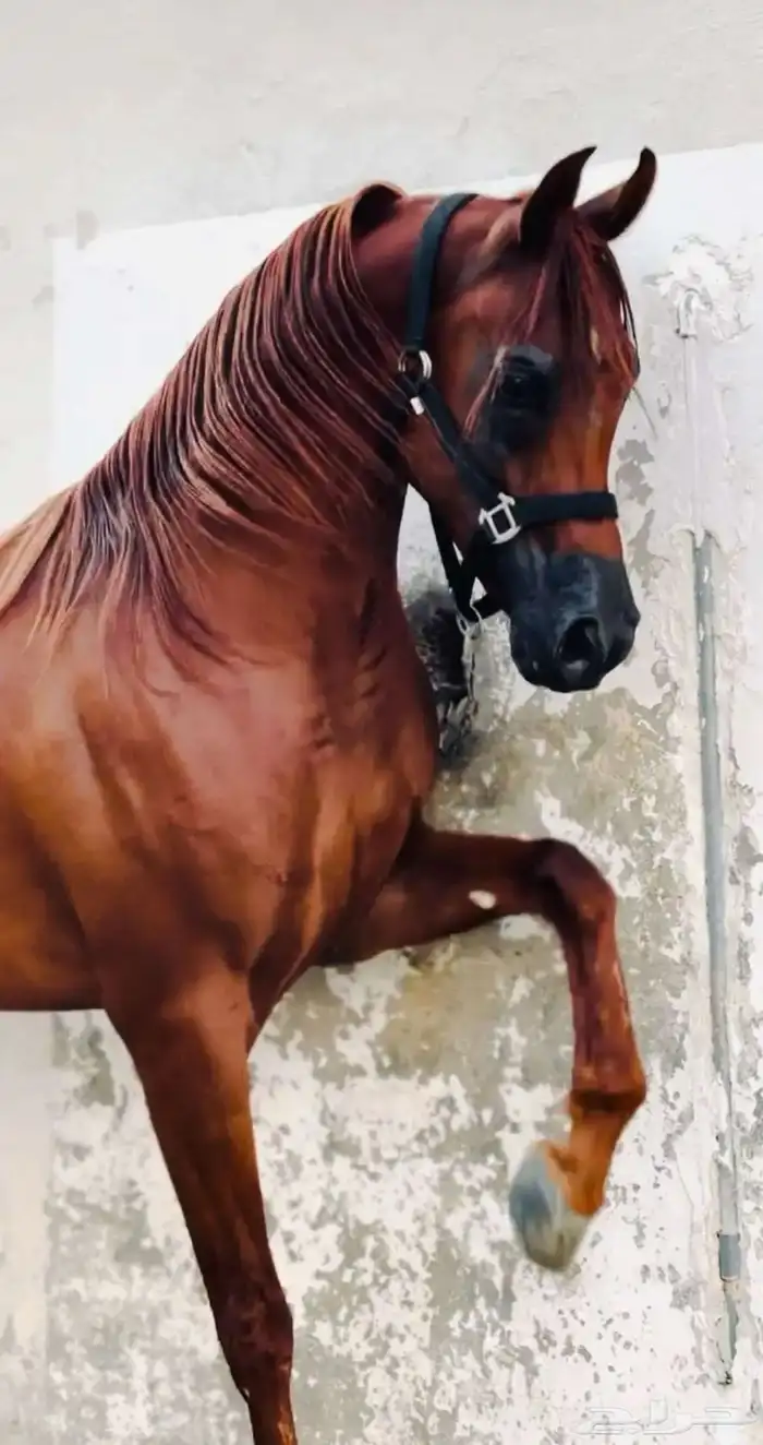 خيل عربي مصري فاخرر ورق 0