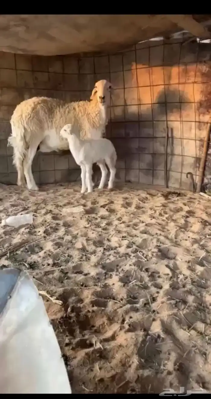 شاه خلفه تحتها طلي 0