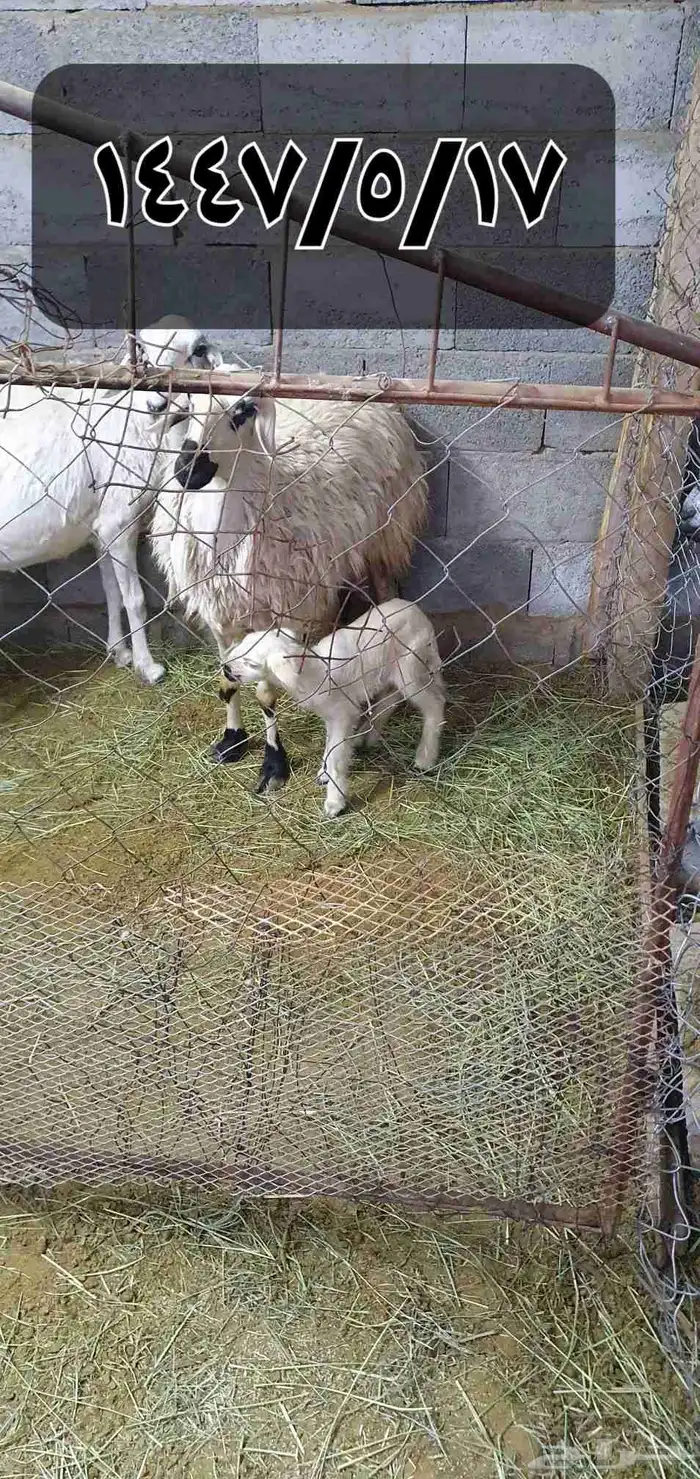 نعجه عليها رخل شرط صحه وحليب واجد سن رباع 0