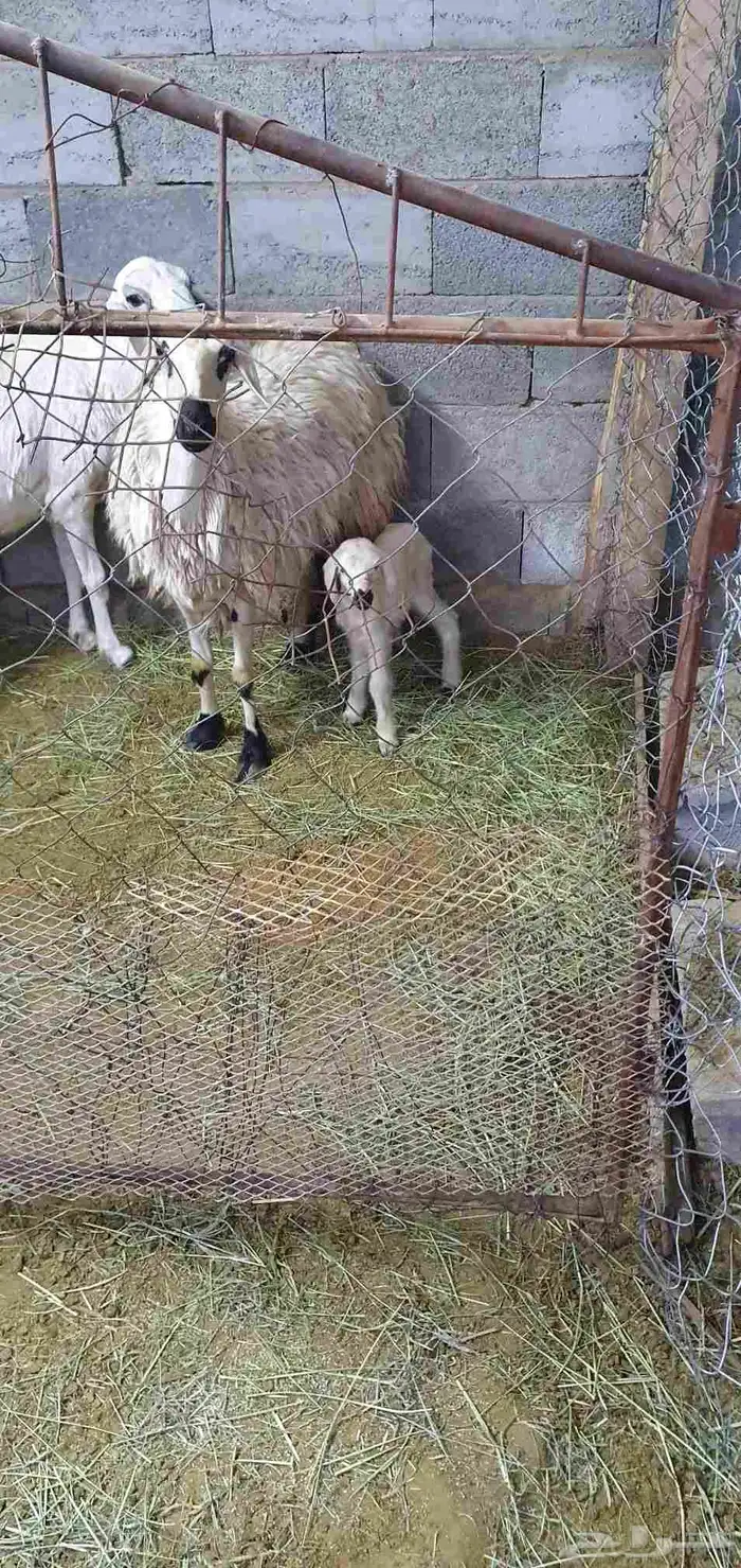 نعجه عليها رخل شرط صحه وحليب واجد سن رباع 1