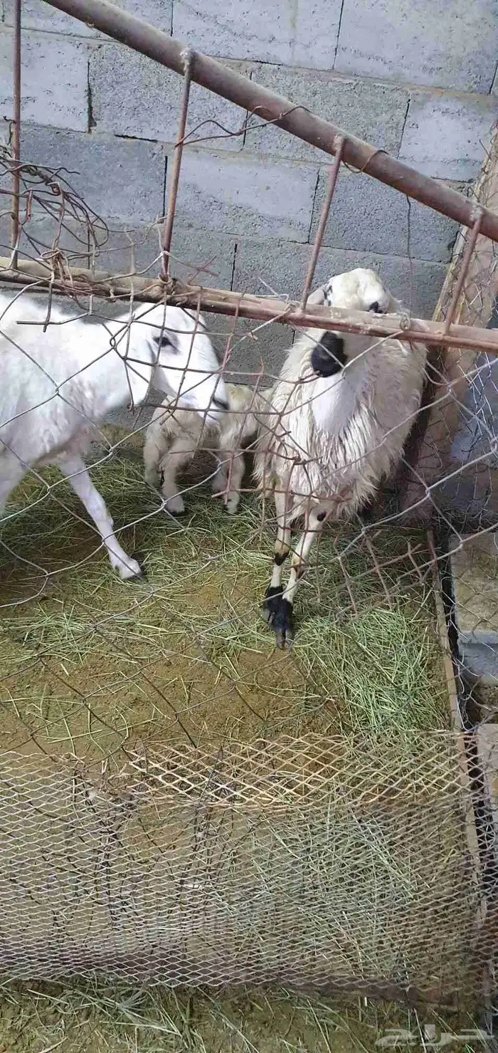 نعجه عليها رخل شرط صحه وحليب واجد سن رباع 2