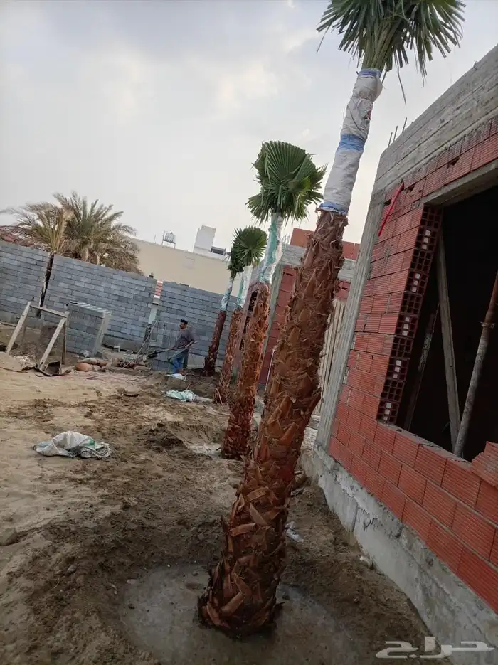 نخل وشنطني زينه للفل واستراحات والبيوت والقصور وا 0