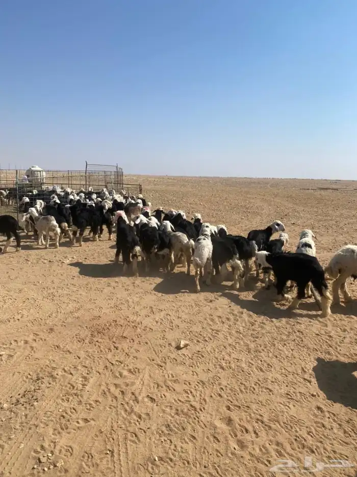 طليان نجد (( تم البيع )) 1