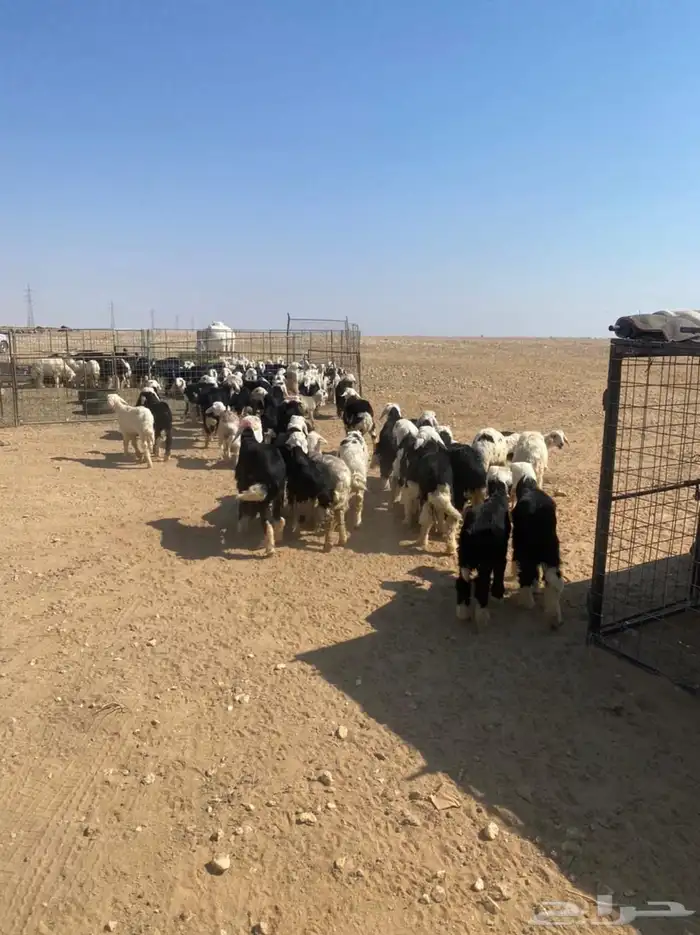 طليان نجد (( تم البيع )) 0