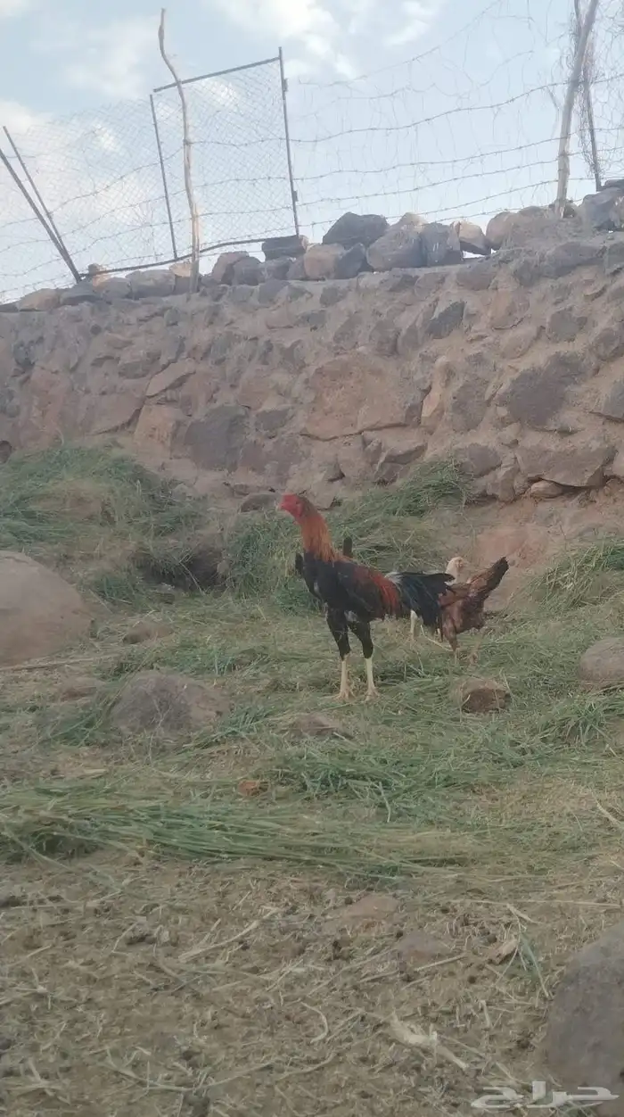 ديك باكستاني تراثه فاخر 0