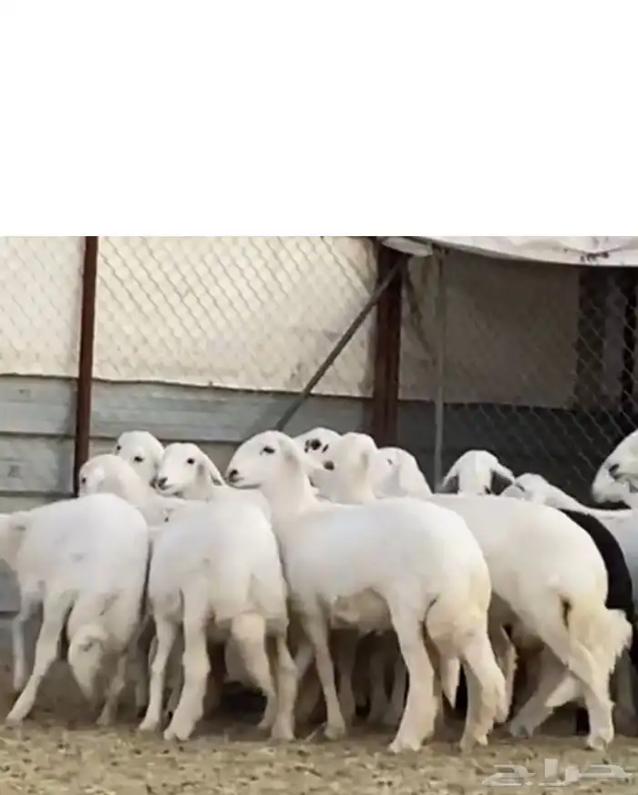 رخال صنف للبيع 3