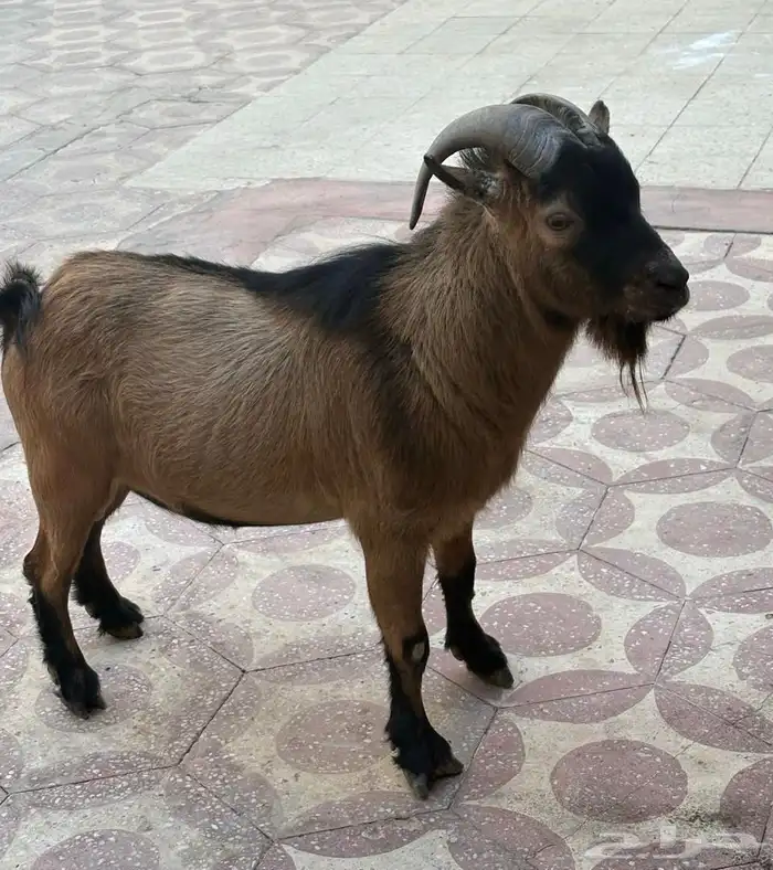 للبيع تيس قزمي 0