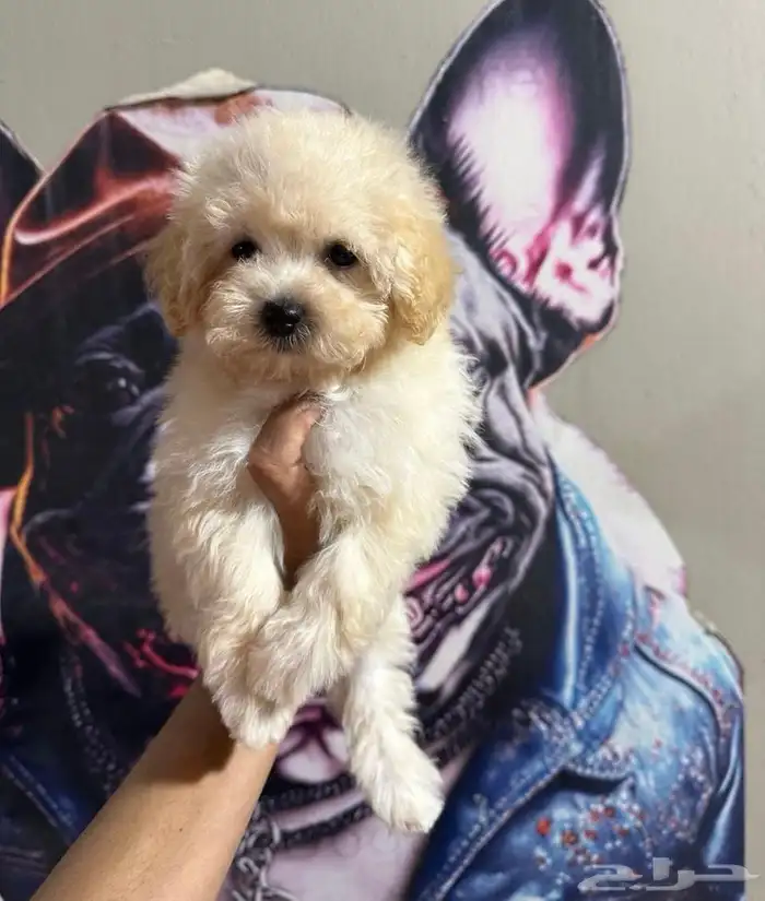 جراوي بودل لون ابيض 2