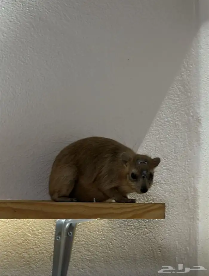 وبر للبيع أليف 0