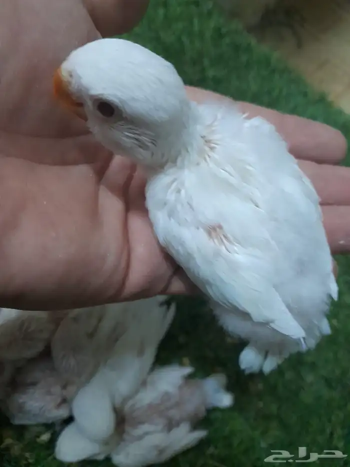 روز فروخ روز البينو غر تم البيع 5