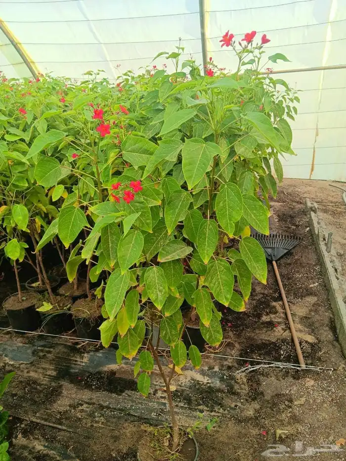 مشاتل الدمام تنسيق حدائ 8