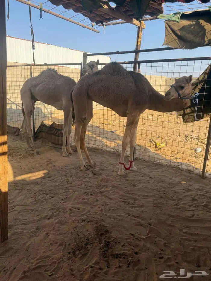 للبيع قعود وبكره حقايق 3