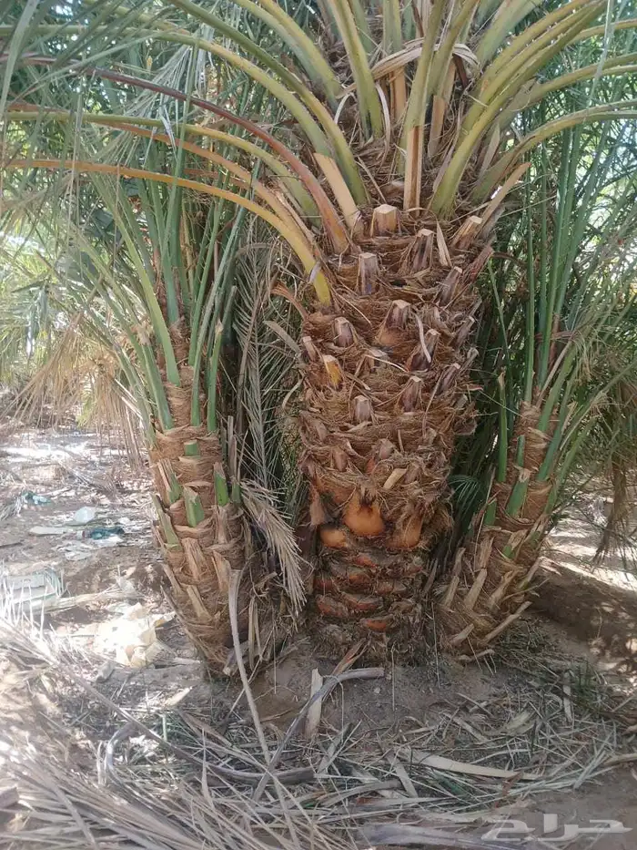 نخل ودي كبار برني وصقعي مجدول 5