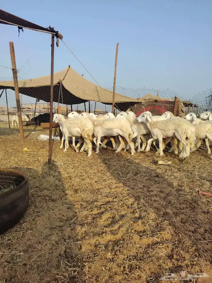 رخال حريه كفو 0