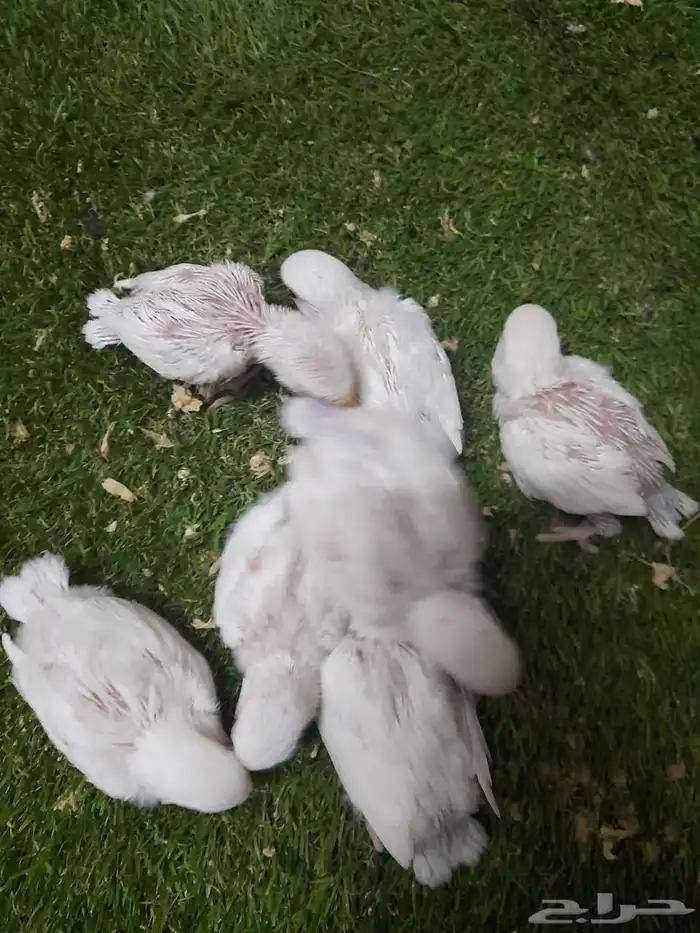 روز فروخ روز البينو غر تم البيع 7