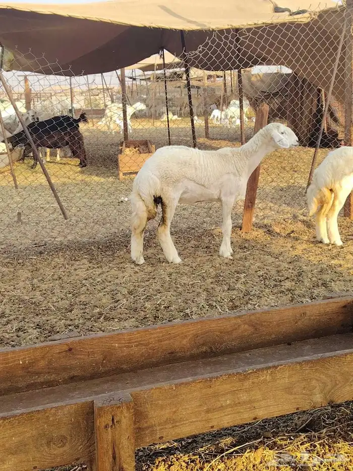 رخال حريه كفو 2