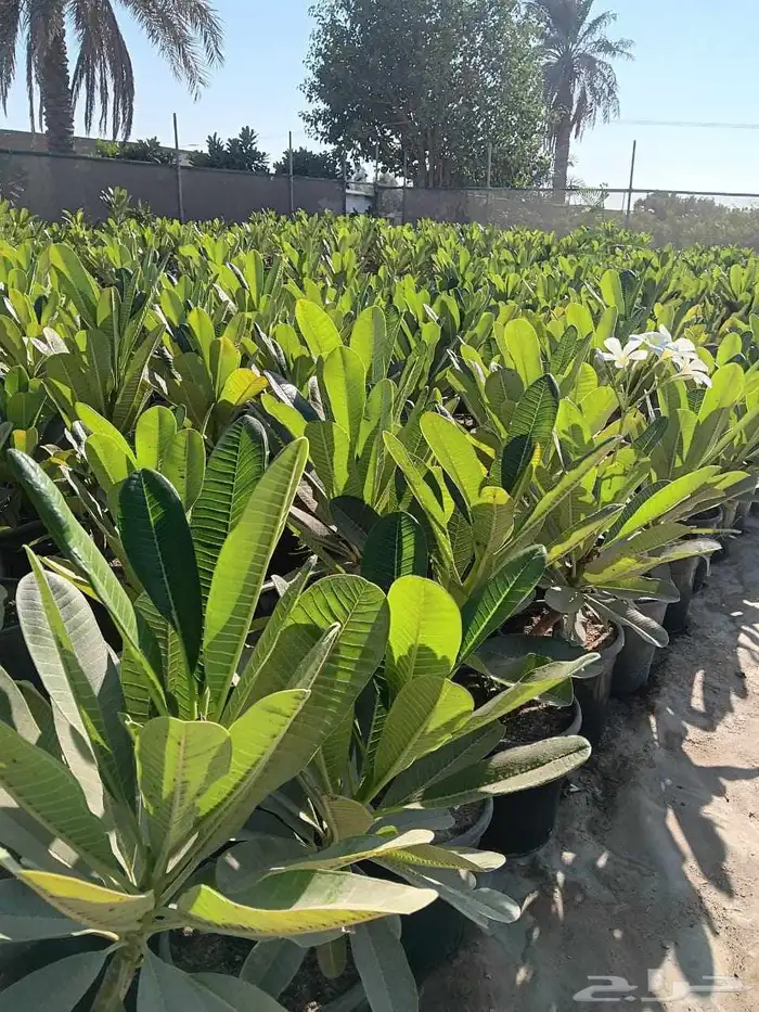 مشاتل الدمام تنسيق حدائ 0