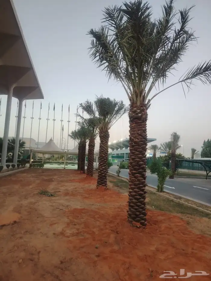 نخيل طيب انوع فاخره طيبه من القصيم نخلوطيب ومثمر 5