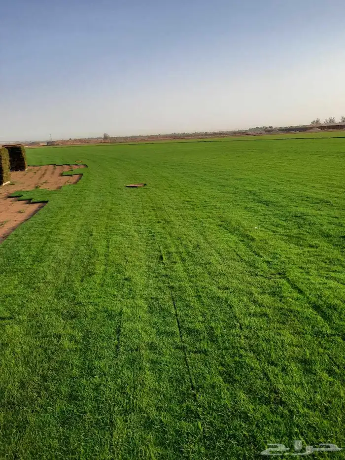 مشاتل الدمام تنسيق حدائ 9