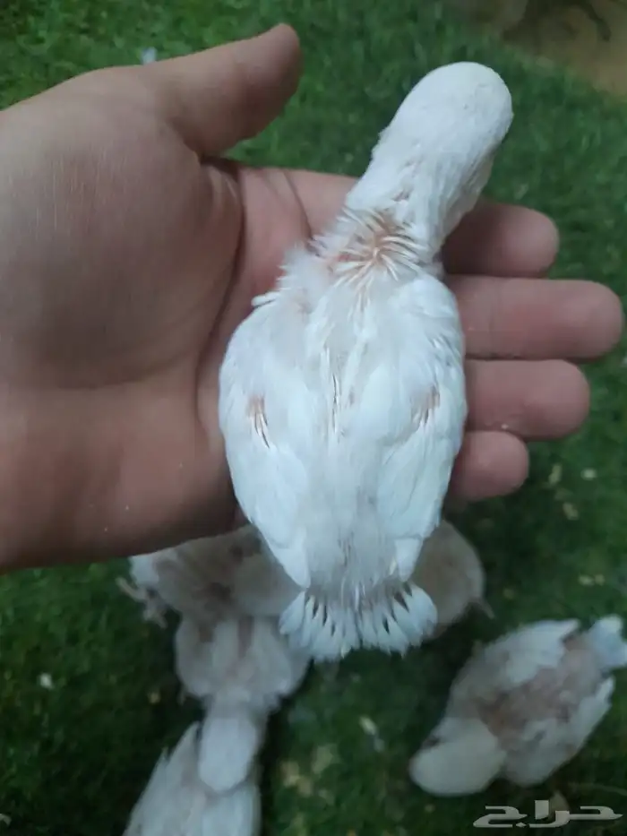 روز فروخ روز البينو غر تم البيع 4