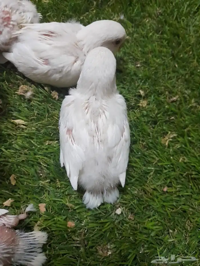 روز فروخ روز البينو غر تم البيع 1