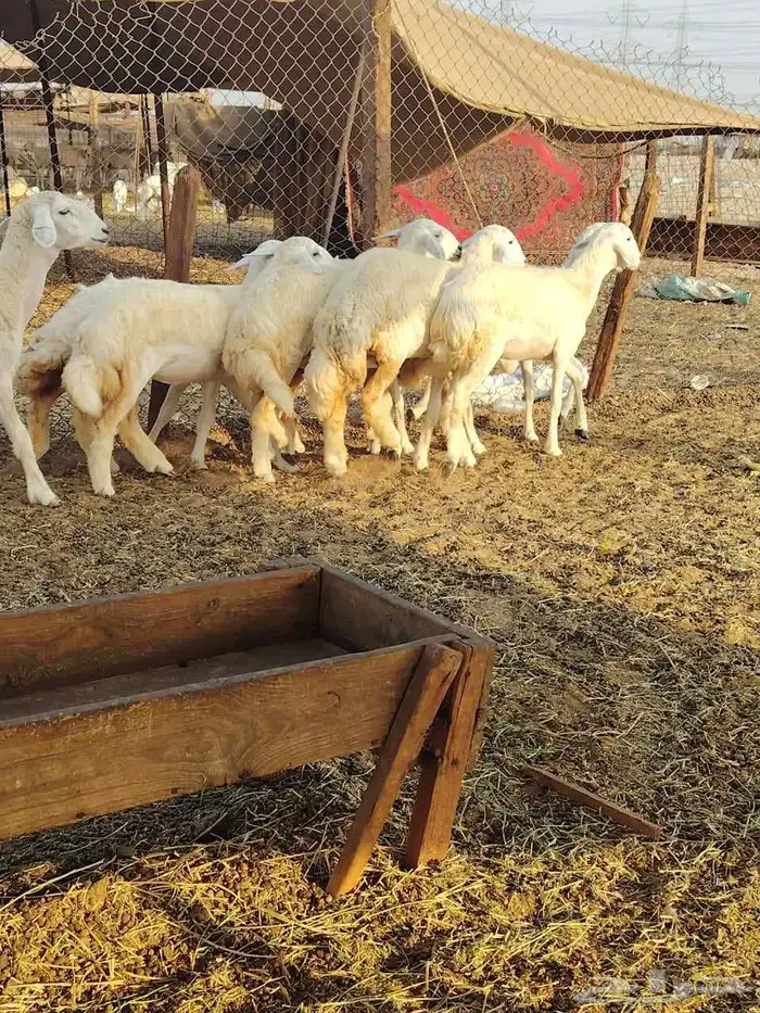 رخال حريه كفو 7