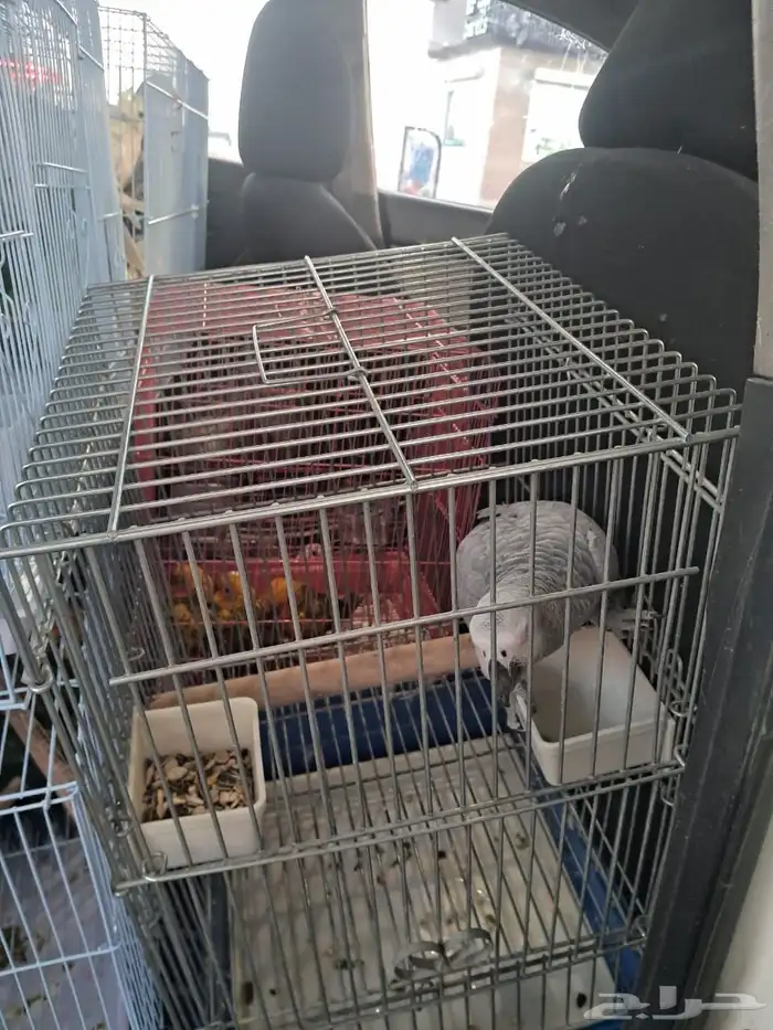 موصل طيور حيوانات اليفه أمانات 0