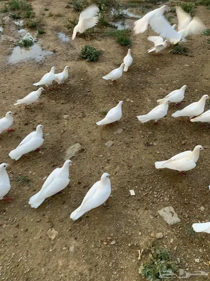 حمام فرنسي للبيع لدواعي السفر 1