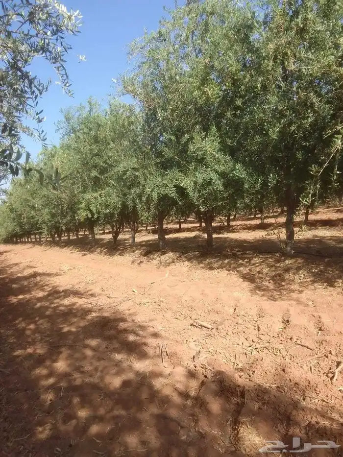 شجر باياض وجه درجه اولا 6