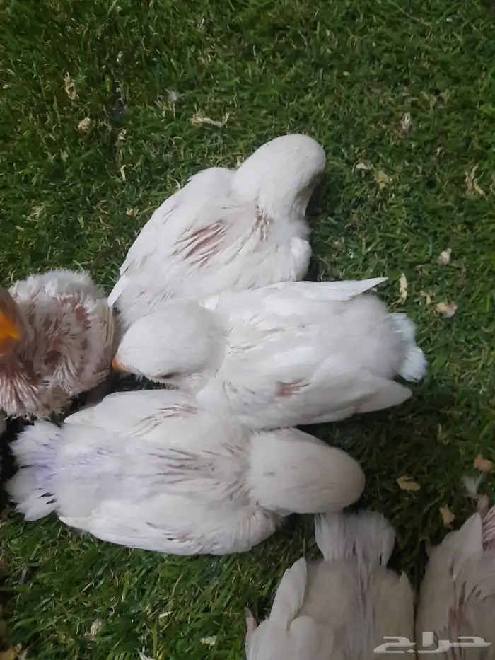 روز فروخ روز البينو غر تم البيع 0