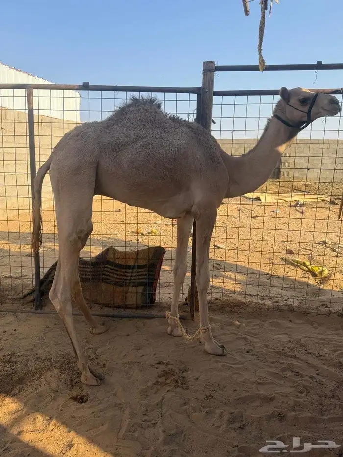 للبيع قعود وبكره حقايق 0