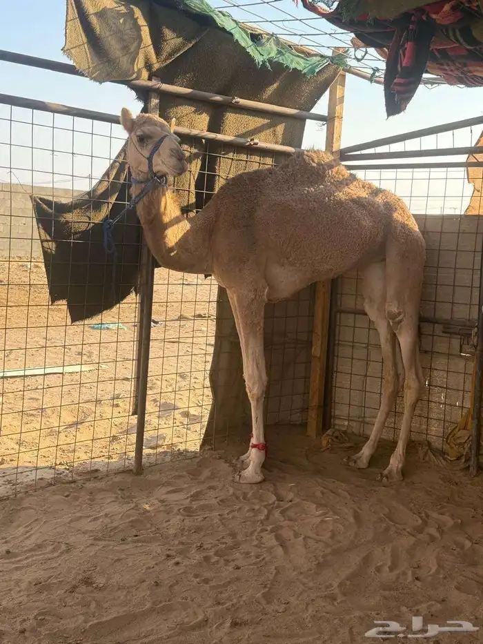 للبيع قعود وبكره حقايق 1