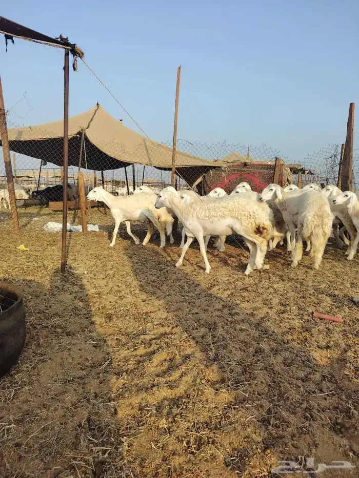 رخال حريه كفو 6