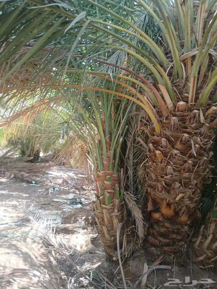 نخل ودي كبار برني وصقعي مجدول 7