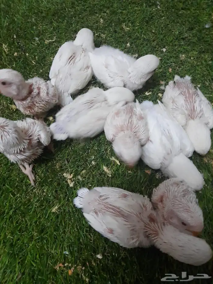 روز فروخ روز البينو غر تم البيع 2