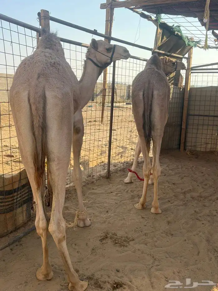 للبيع قعود وبكره حقايق 4