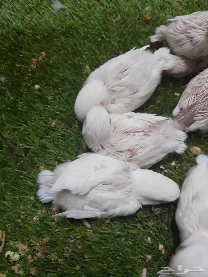 روز فروخ روز البينو غر تم البيع 8