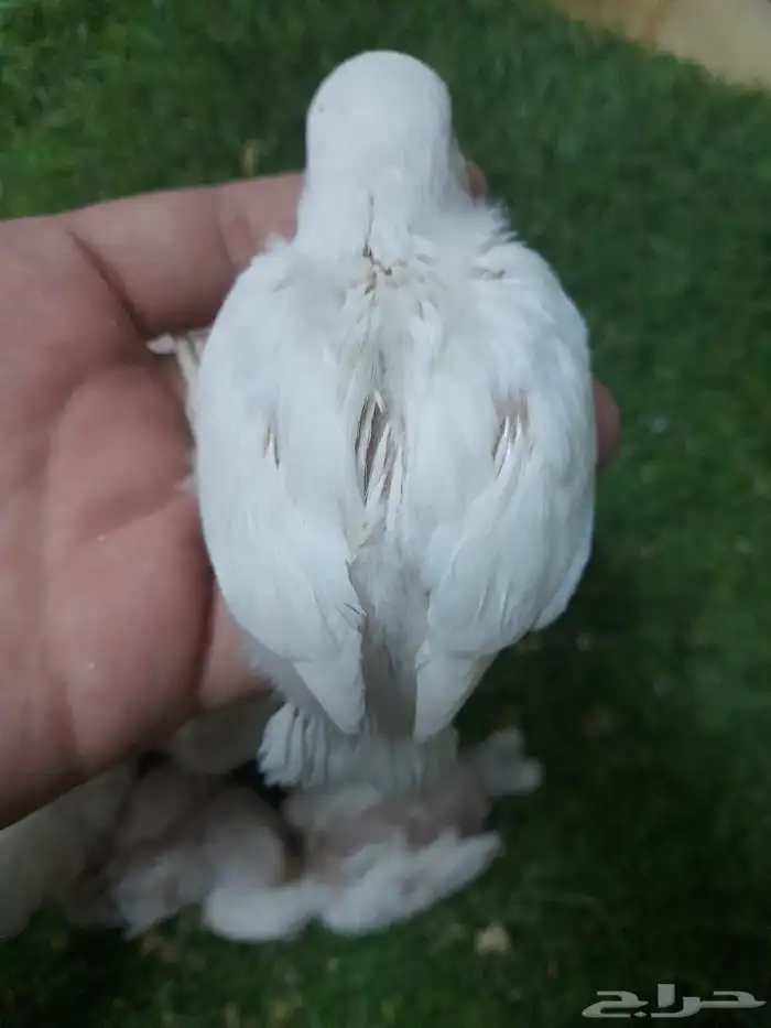 روز فروخ روز البينو غر تم البيع 6